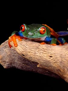 Preview wallpaper frogs, couple, unusual, tree, climbing