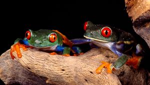 Preview wallpaper frogs, couple, unusual, tree, climbing