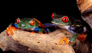 Preview wallpaper frogs, couple, unusual, tree, climbing