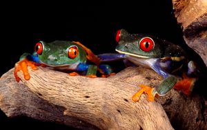 Preview wallpaper frogs, couple, unusual, tree, climbing