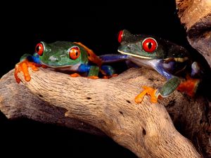 Preview wallpaper frogs, couple, unusual, tree, climbing