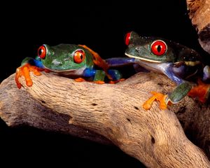 Preview wallpaper frogs, couple, unusual, tree, climbing