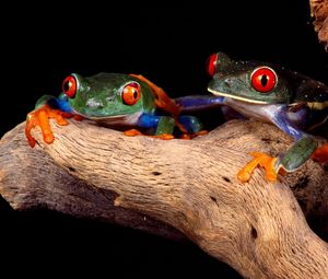 Preview wallpaper frogs, couple, unusual, tree, climbing