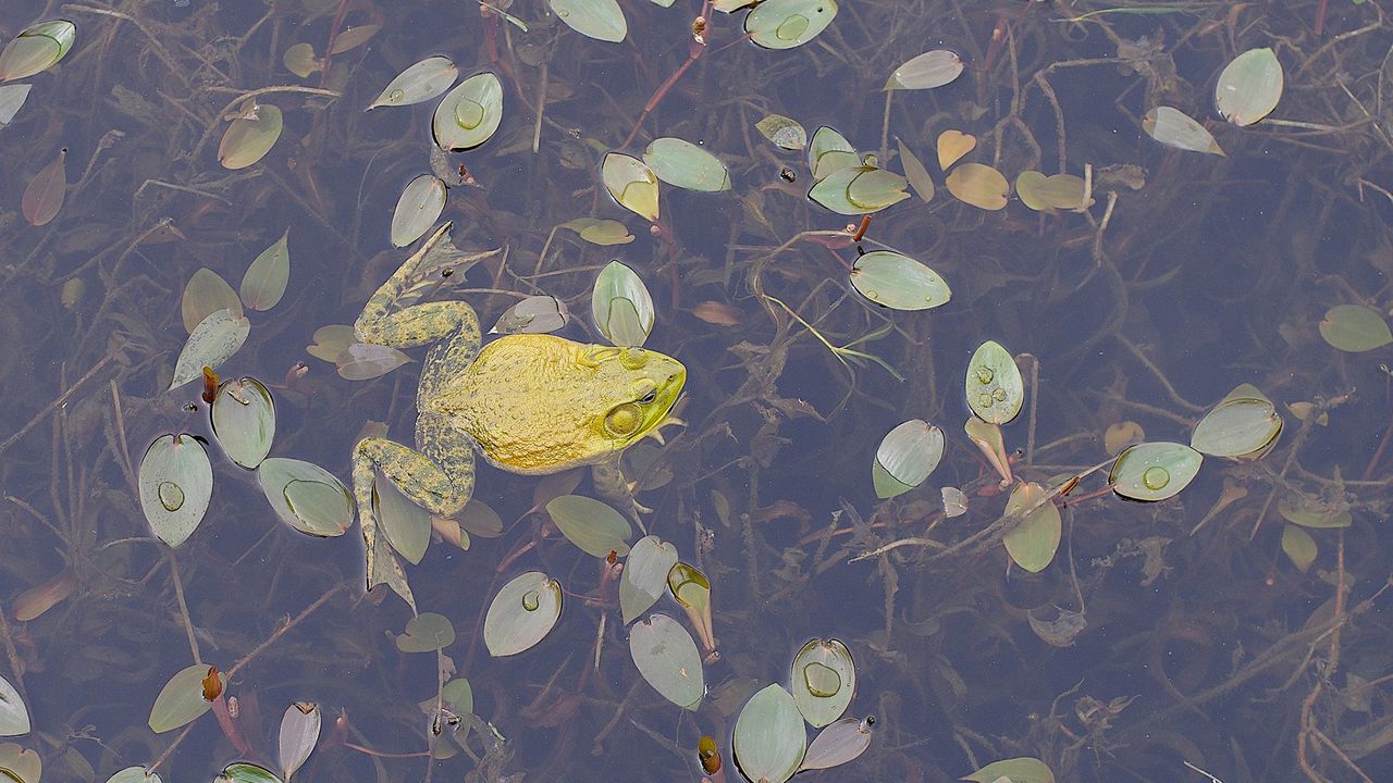 Wallpaper frogs, leaves, swim