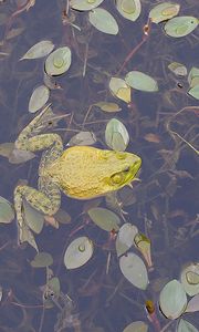 Preview wallpaper frogs, leaves, swim