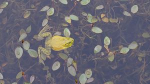 Preview wallpaper frogs, leaves, swim