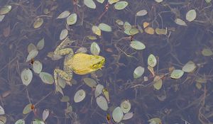 Preview wallpaper frogs, leaves, swim