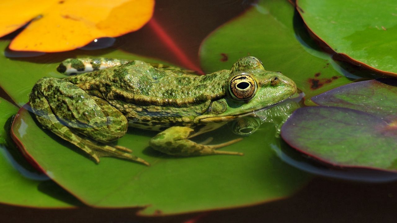 Wallpaper frogs, leaves, water, swamp