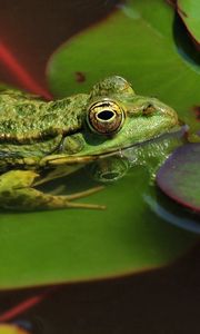 Preview wallpaper frogs, leaves, water, swamp