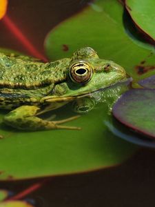 Preview wallpaper frogs, leaves, water, swamp