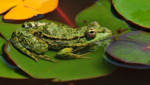 Preview wallpaper frogs, leaves, water, swamp