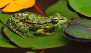 Preview wallpaper frogs, leaves, water, swamp