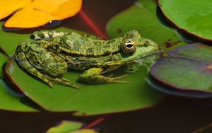 Preview wallpaper frogs, leaves, water, swamp