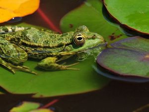 Preview wallpaper frogs, leaves, water, swamp