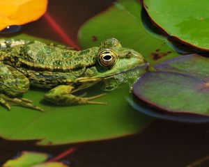 Preview wallpaper frogs, leaves, water, swamp