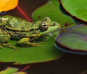 Preview wallpaper frogs, leaves, water, swamp