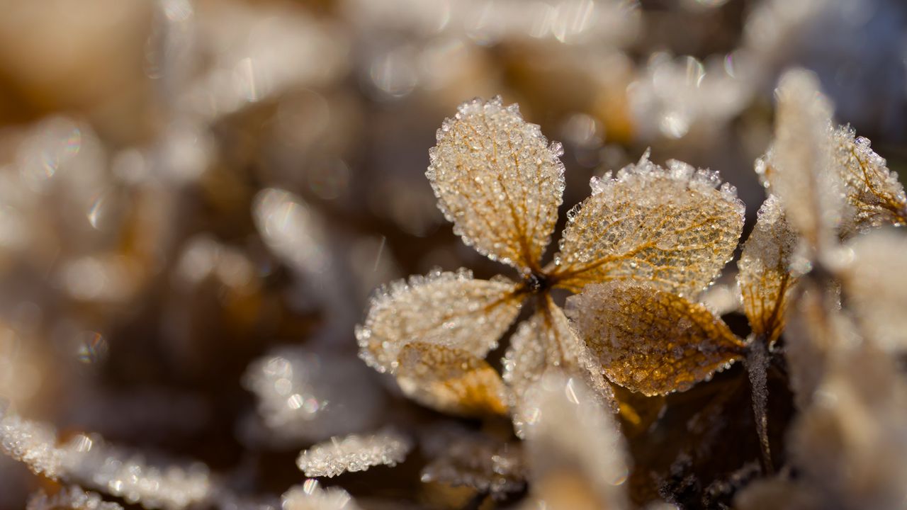 Wallpaper frost, leaves, texture, nature, winter, macro