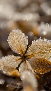 Preview wallpaper frost, leaves, texture, nature, winter, macro