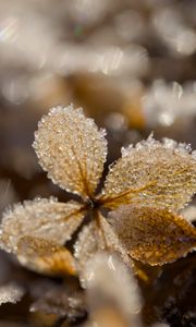 Preview wallpaper frost, leaves, texture, nature, winter, macro