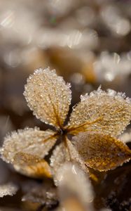 Preview wallpaper frost, leaves, texture, nature, winter, macro