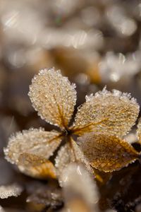 Preview wallpaper frost, leaves, texture, nature, winter, macro