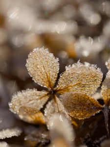 Preview wallpaper frost, leaves, texture, nature, winter, macro