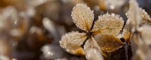 Preview wallpaper frost, leaves, texture, nature, winter, macro