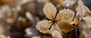 Preview wallpaper frost, leaves, texture, nature, winter, macro