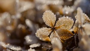 Preview wallpaper frost, leaves, texture, nature, winter, macro