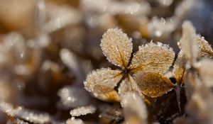 Preview wallpaper frost, leaves, texture, nature, winter, macro