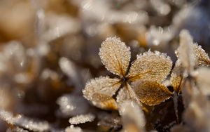 Preview wallpaper frost, leaves, texture, nature, winter, macro