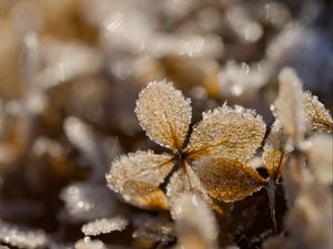 Preview wallpaper frost, leaves, texture, nature, winter, macro