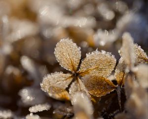 Preview wallpaper frost, leaves, texture, nature, winter, macro
