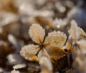Preview wallpaper frost, leaves, texture, nature, winter, macro