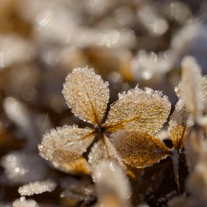 Preview wallpaper frost, leaves, texture, nature, winter, macro