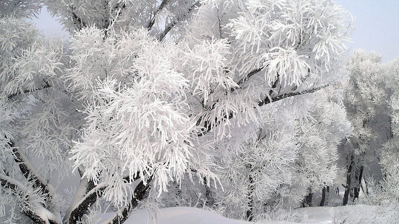 Wallpaper frost, tree, branch, december, winter