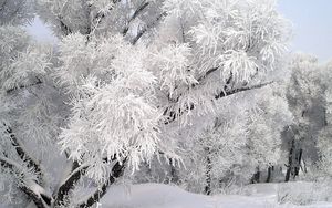 Preview wallpaper frost, tree, branch, december, winter