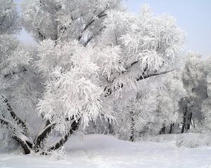 Preview wallpaper frost, tree, branch, december, winter