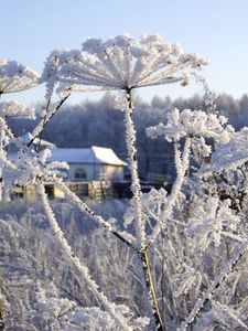 Preview wallpaper frost, winter, hoarfrost, snow