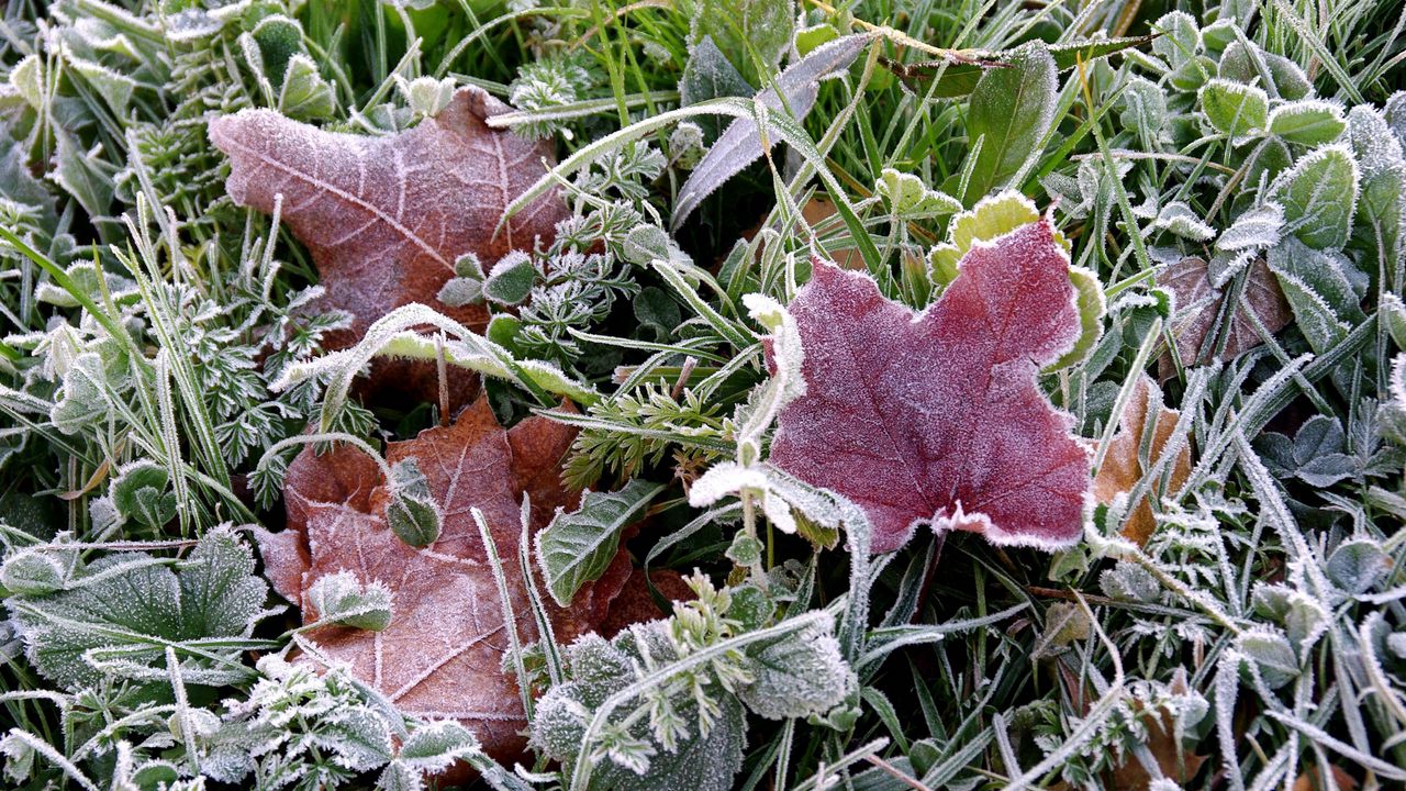 Wallpaper frosts, earth, frost, grass, leaves, autumn