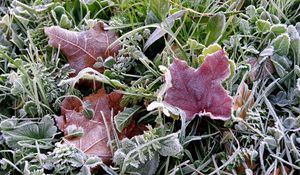 Preview wallpaper frosts, earth, frost, grass, leaves, autumn