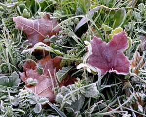 Preview wallpaper frosts, earth, frost, grass, leaves, autumn