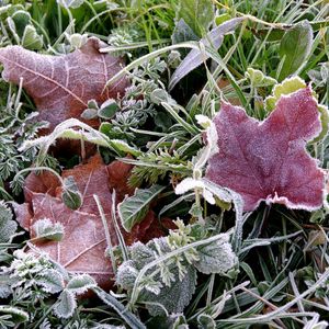 Preview wallpaper frosts, earth, frost, grass, leaves, autumn