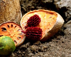 Preview wallpaper fruit, exotic, halves