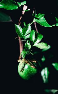 Preview wallpaper fruit, green, branch, leaves, plant
