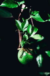 Preview wallpaper fruit, green, branch, leaves, plant