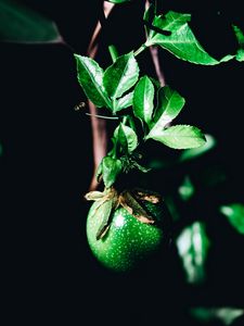 Preview wallpaper fruit, green, branch, leaves, plant