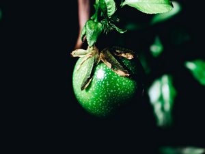 Preview wallpaper fruit, green, branch, leaves, plant