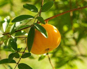 Preview wallpaper fruit, leaves, branches, macro