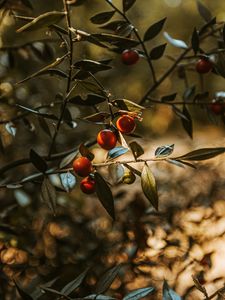 Preview wallpaper fruit, tree, plant, leaves